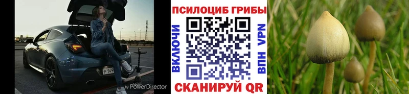 Галлюциногенные грибы Psilocybine cubensis Тара